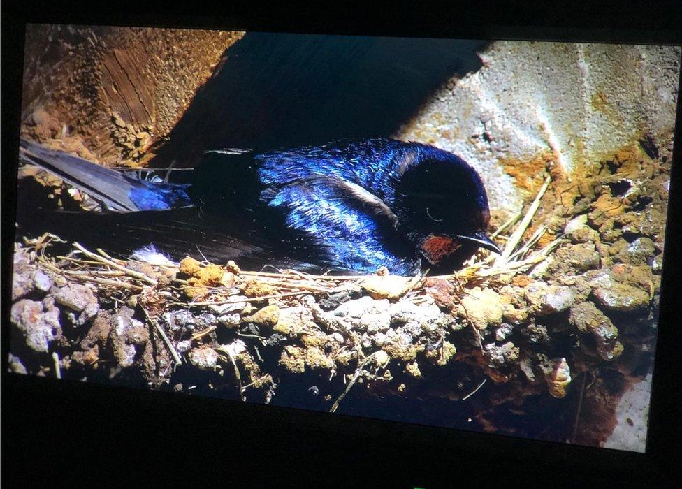 Swallow on a nest