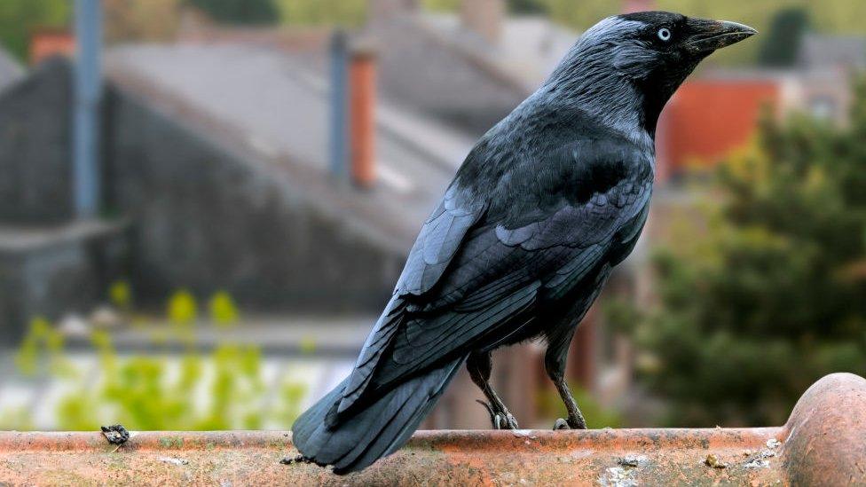 Jackdaw