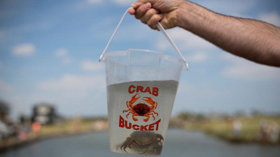 Crab in a bucket