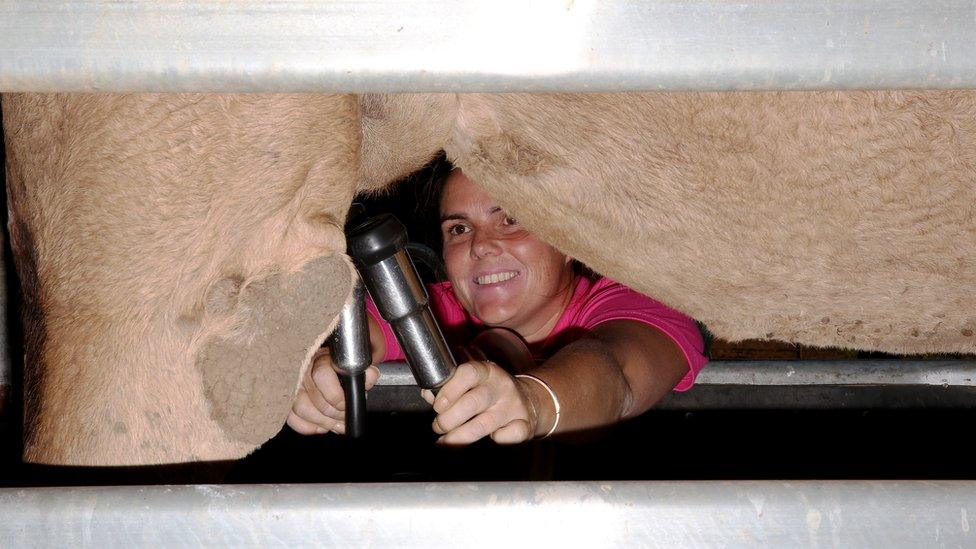 A camel being milked