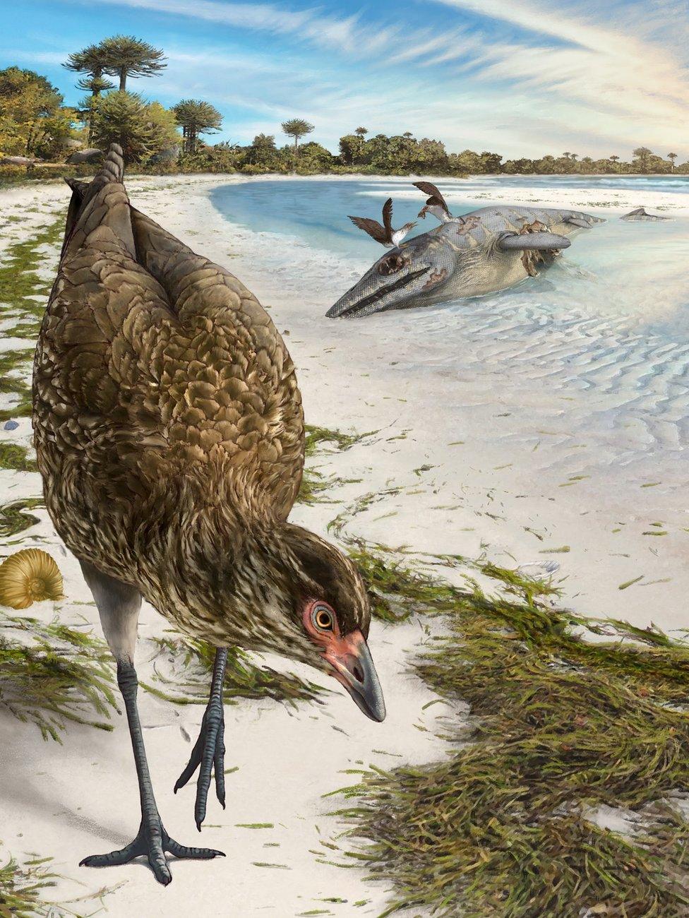 Reconstruction of the bird