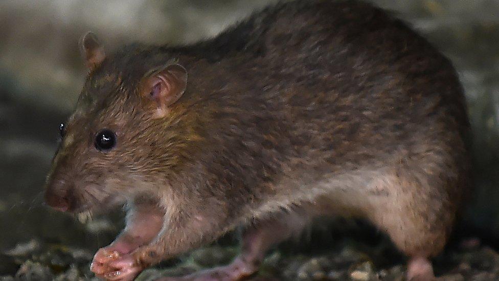 A rat in Tokyo's Shinbashi area, near the Tsukiji fish market.