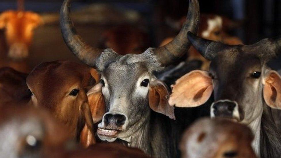 Rescued cattle are seen at a "goushala", or cow shelter, run by Bharatiya Gou Rakshan Parishad, an arm of the Hindu nationalist group Vishwa Hindu Parishad (VHP), at Aangaon village in the western Indian state of Maharashtra February 20, 2015.