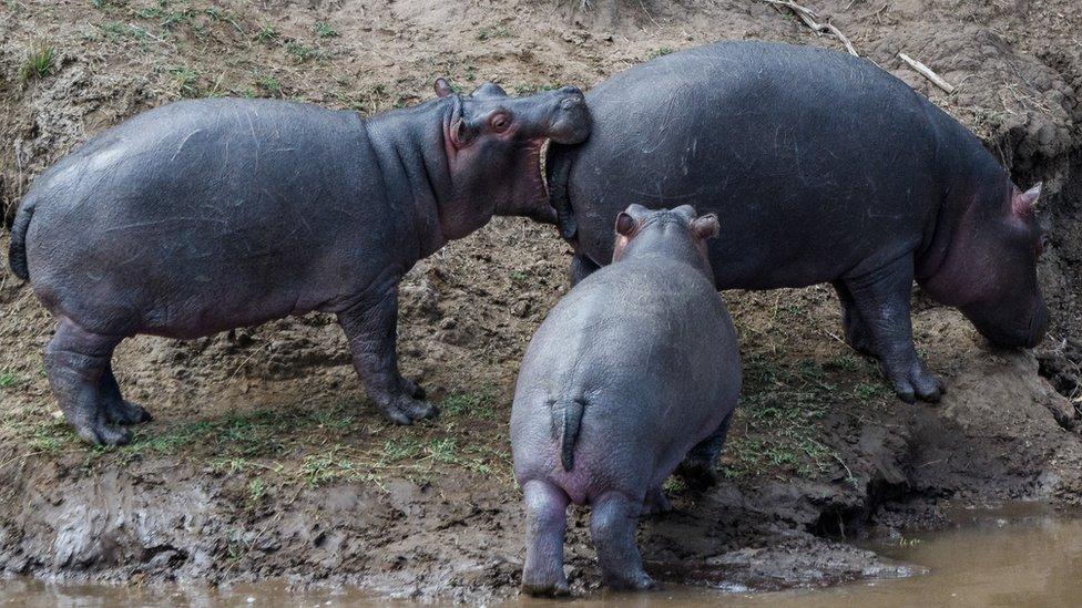 A baby hippo bites a larger mother hippo on her bottom