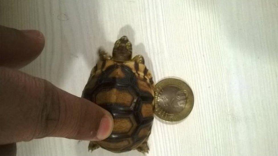 Check size of the Angonoka Tortoise which was seized today.Critically endangered species with only 600 left in wild.
