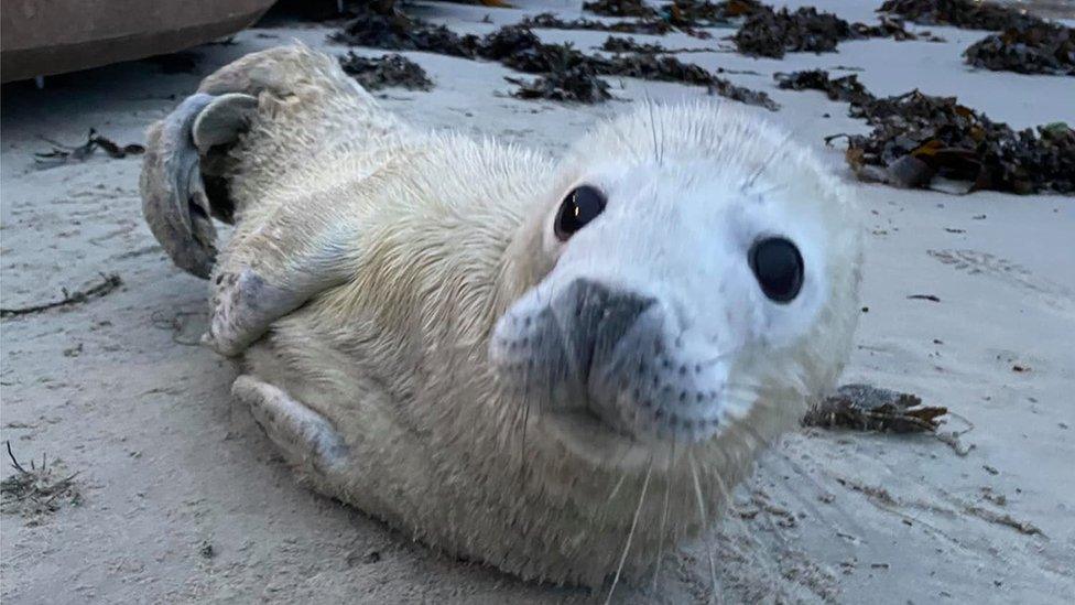 Rescued seal pup