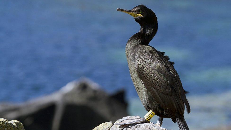 European shag