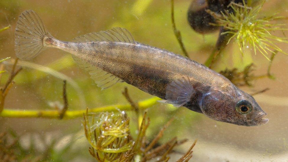 A stickleback