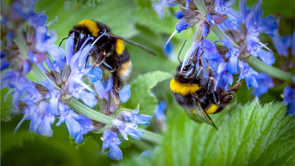 bees-on-flowers.