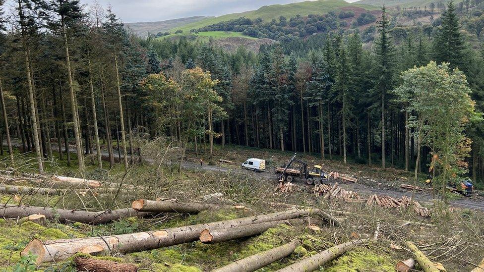 Coed yn cael eu torri