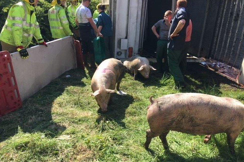 Several pigs being taken out of the overturned lorry