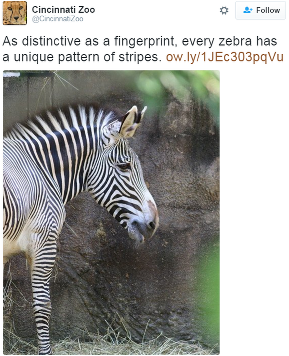 A tweet reads: "As distinctive as a fingerprint, every zebra has a unique pattern of stripes"