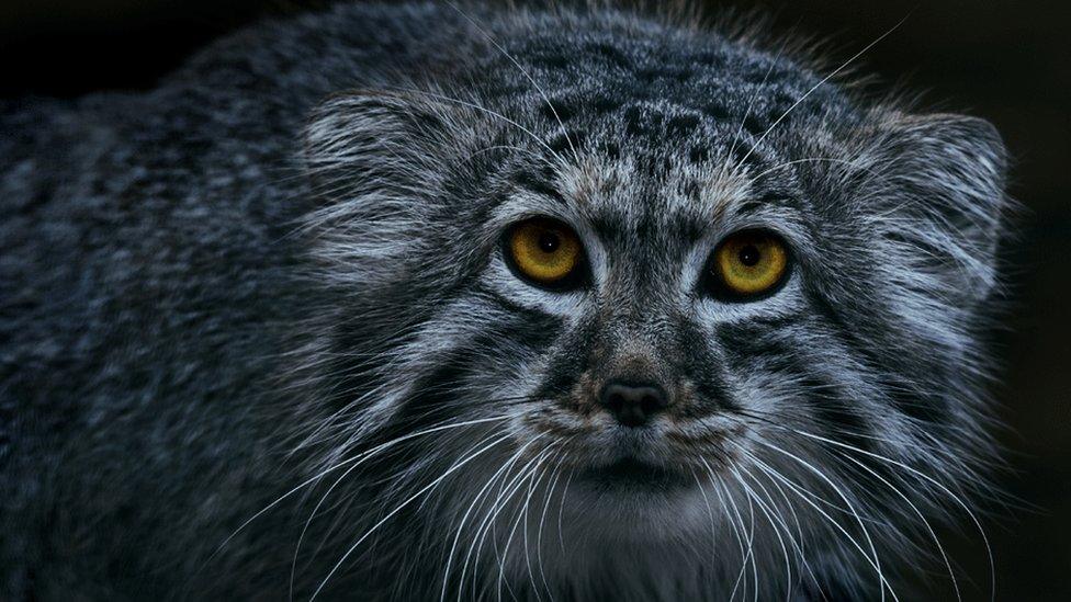 Funding for Scottish backed rare cat conservation effort BBC News