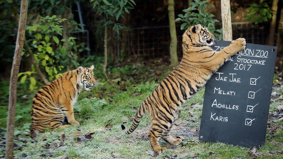 The two Sumatran Tiger cubs play next to a board placed in their enclosure