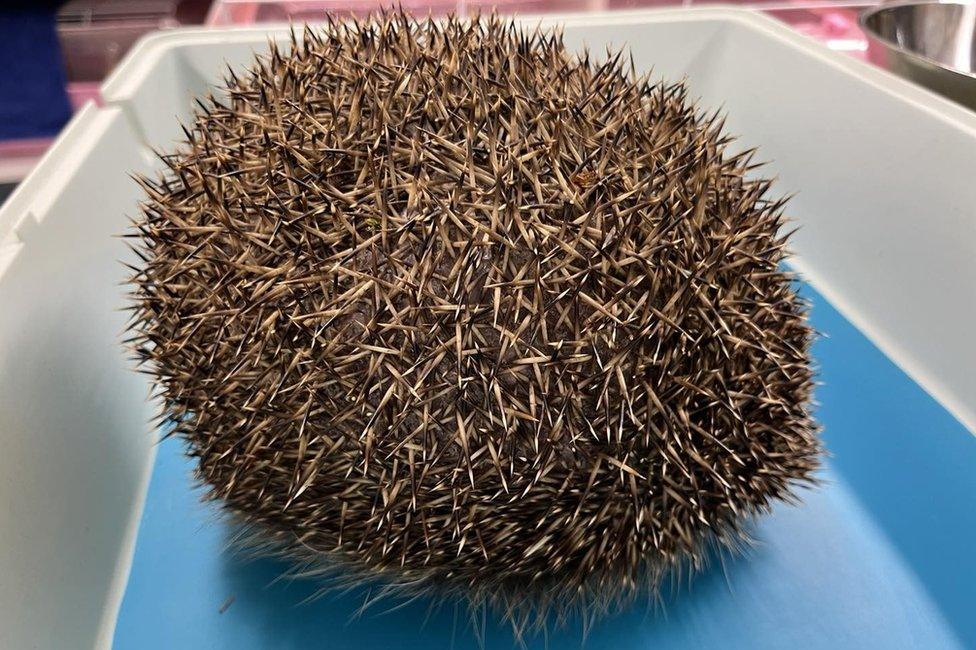 Hedgehog with balloon syndrome sitting in a plastic tray