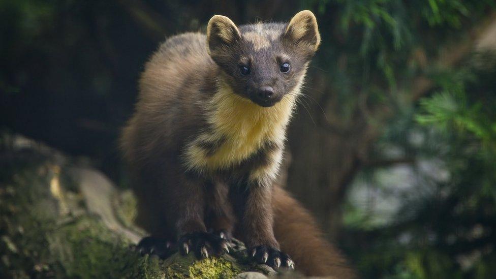 A pine marten