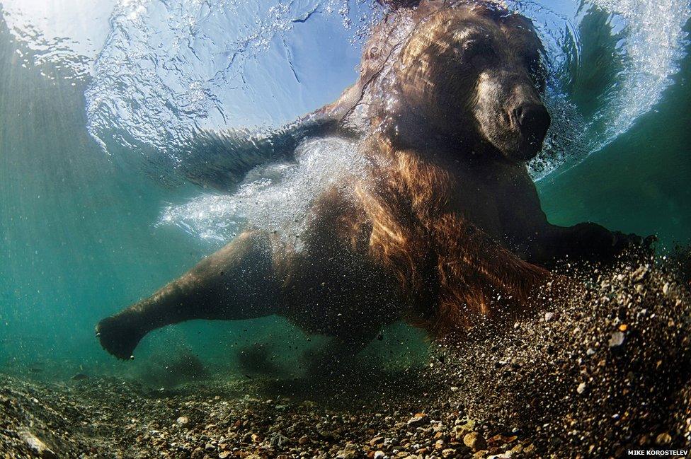 Mike Korostelev underwater image