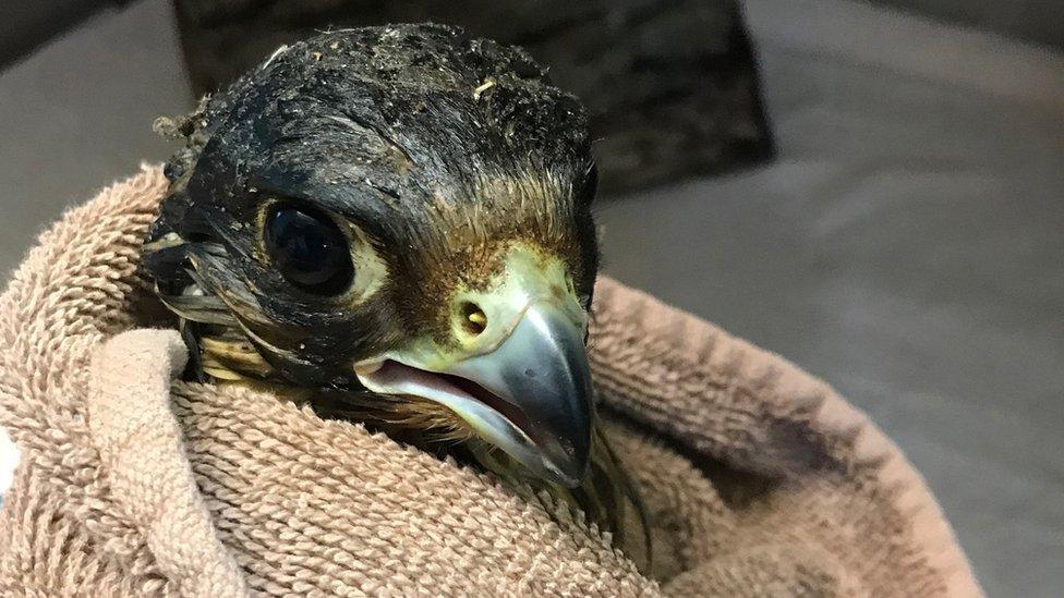 Falcon wrapped in a towel with only its head showing