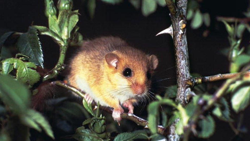 dormice on branch