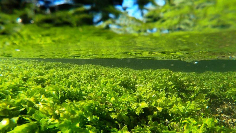 Plants growing in the river