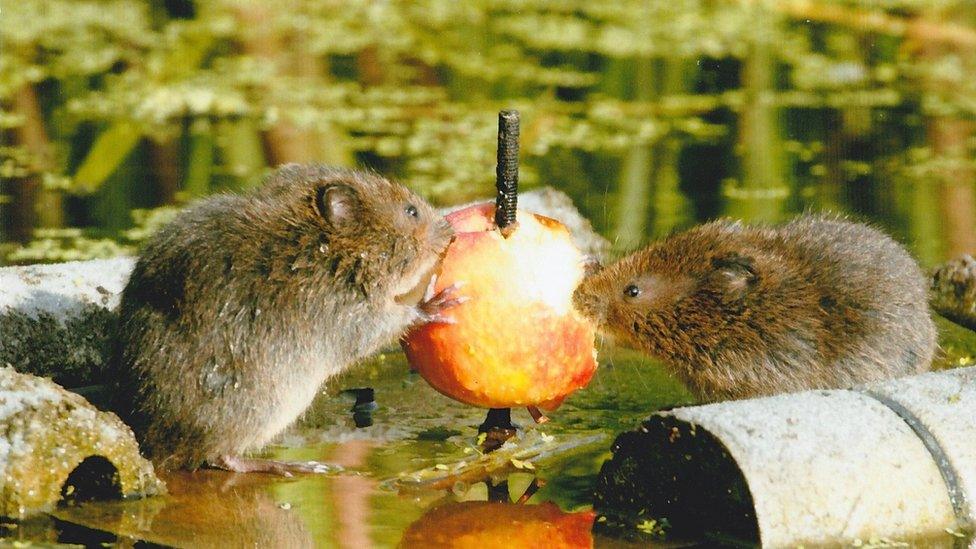 Water voles