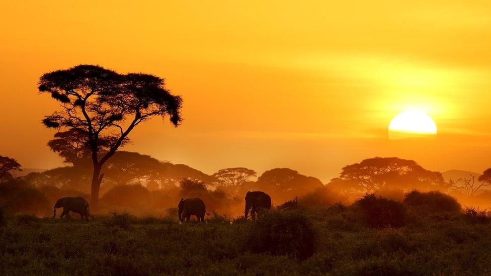 Sun setting over Kenya with elephants