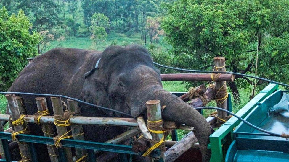 This picture taken on April 29, 2023, shows forest officials transporting 'Arikomban' the wild elephant, at Idukki district in India's Kerala state.