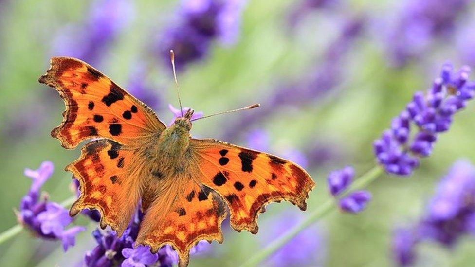 butterfly on flowers