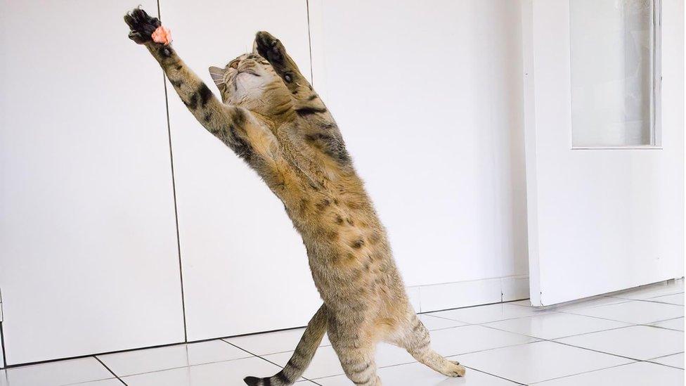 Image shows cat stretching