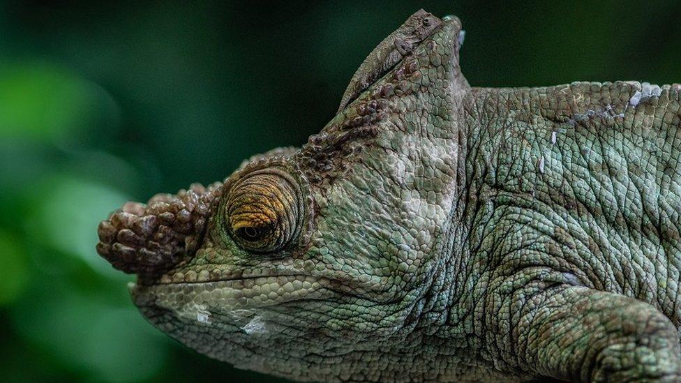 The tiny bearded pygmy chameleon sitting on the head of a larger chameleon species