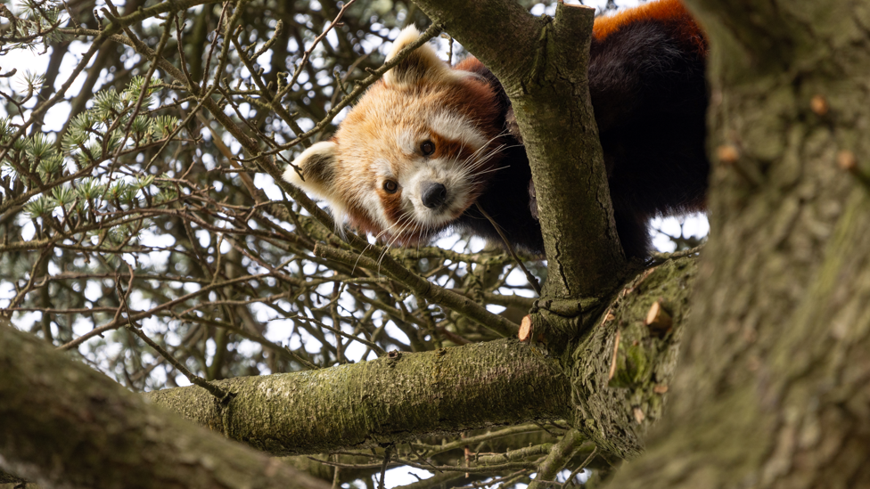 Red Panda Nilo looking curiously around the Ceder tree branches