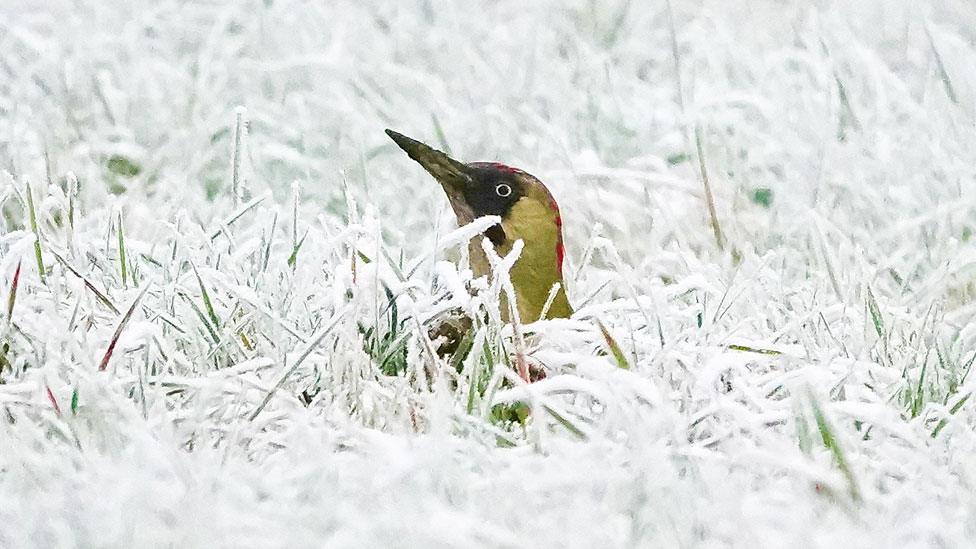 Green woodpecker in frosty grass