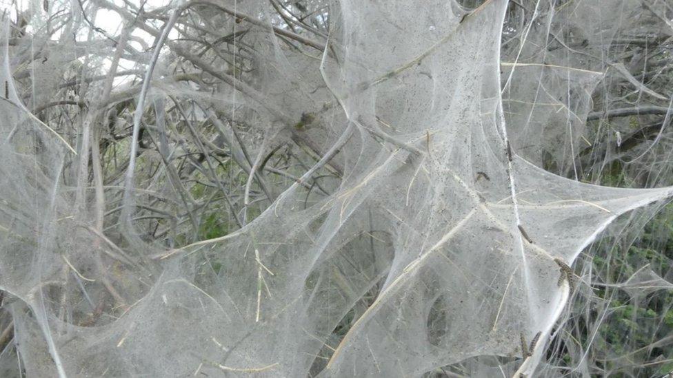 Caterpillar webbing