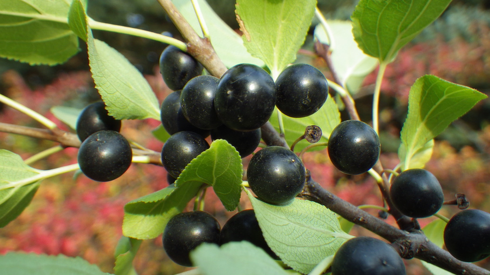 Common buckthorn (Image: Matt Lavin/Flickr)