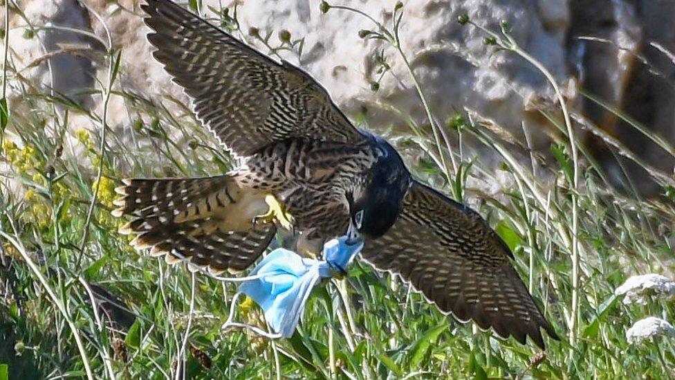 Peregrine falcon with mask caught in talons