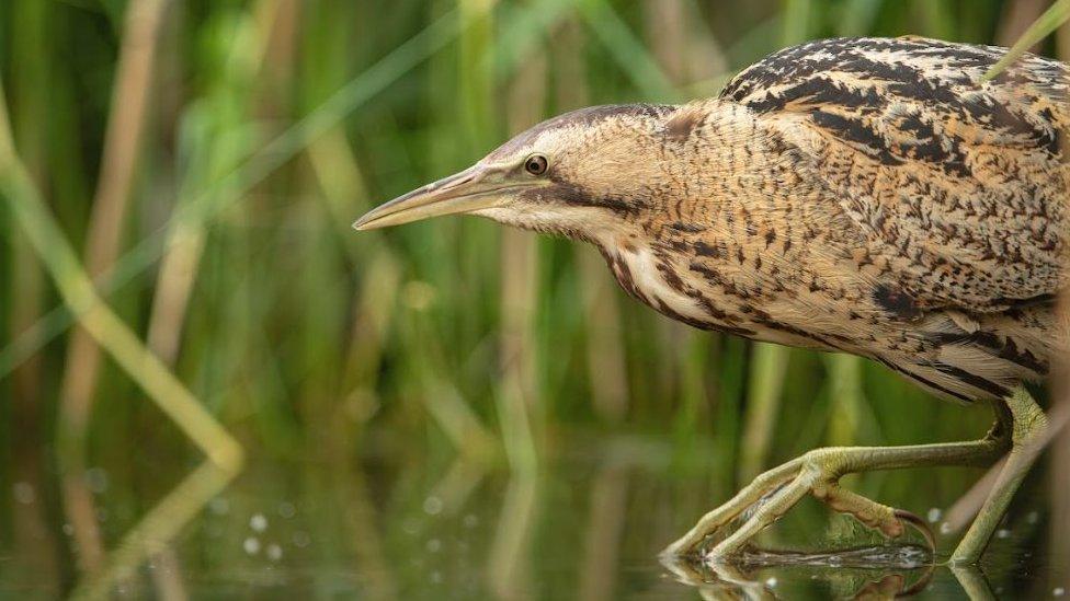 Bittern looking downwards