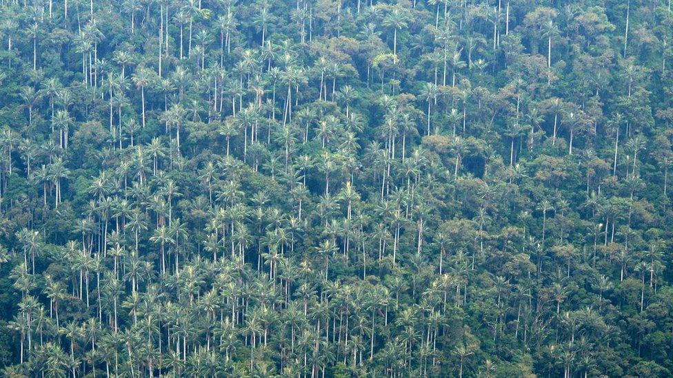 Wax palm trees in Tochecito