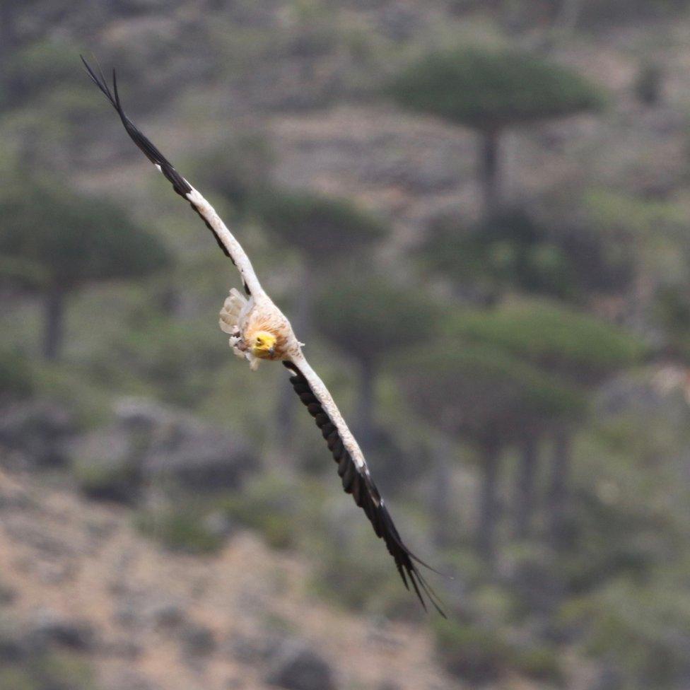 Egyptian Vulture, Neophron Percnopteru