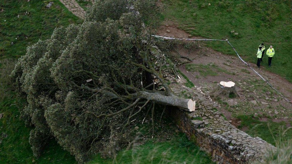 Sycamore Gap cut down