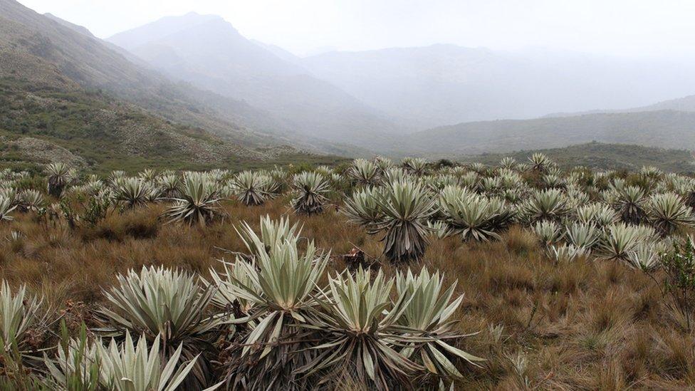 Chingaza National park