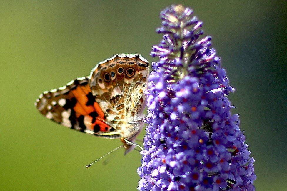 A butterfly perched on a spray of lilac