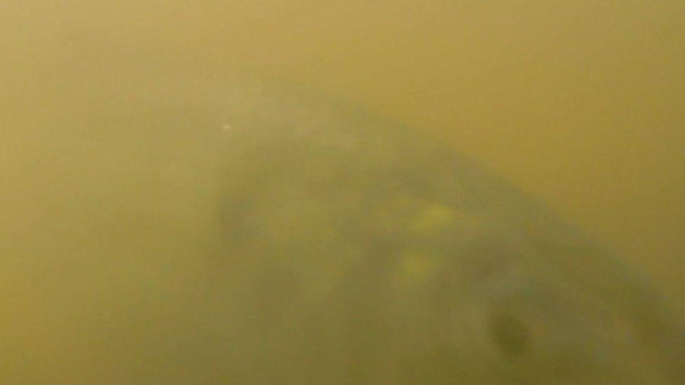 murky image of shad