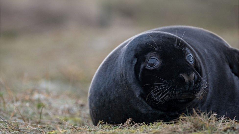 black melanistic seal