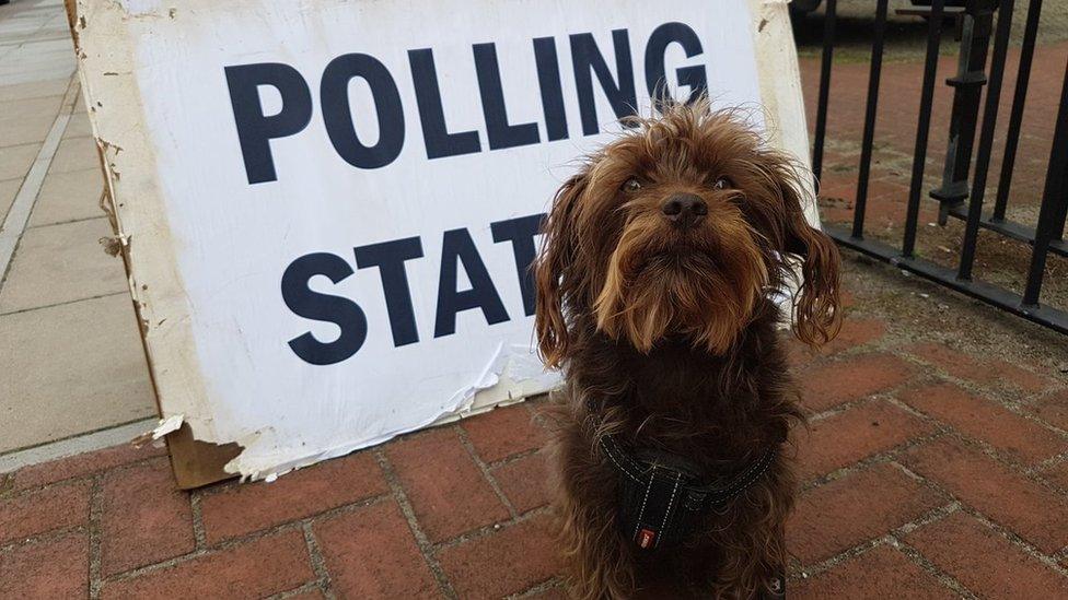 Dog at polling station