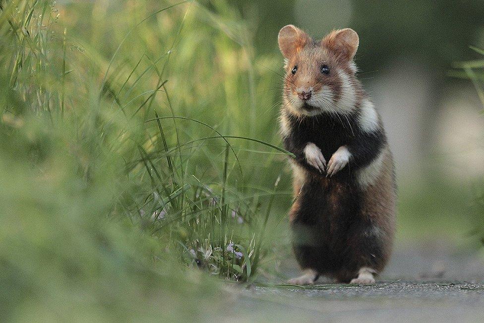 European hamster, Vienna