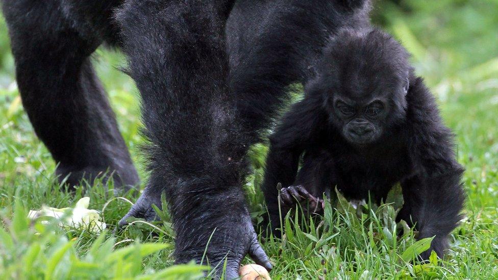 Kukena Western lowland gorilla