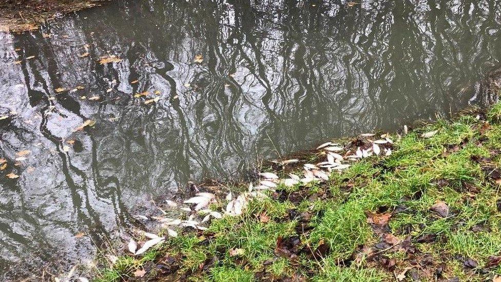 Dead fish at Ferry Meadows