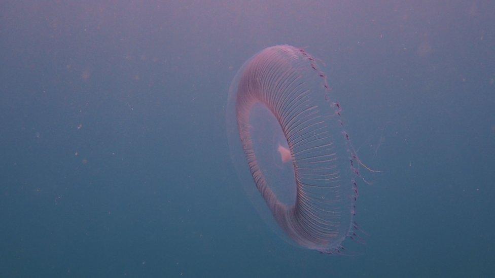 Crystal jellyfish