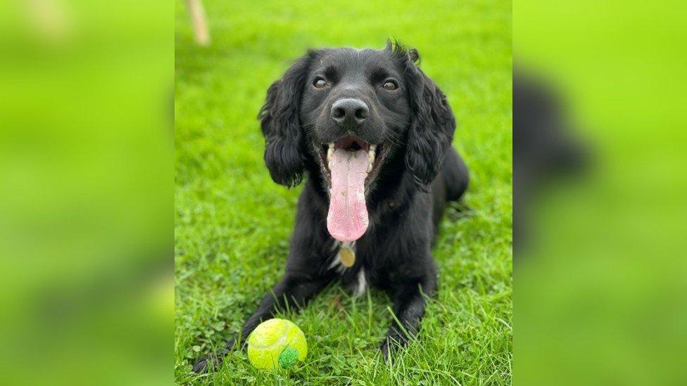 A photo of Marshall the spaniel