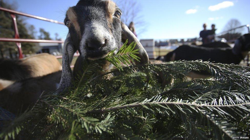 Tips on what to do with your old Christmas tree